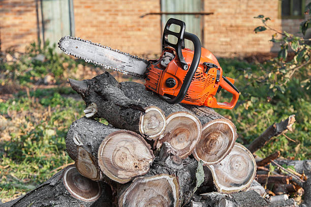 Best Emergency Tree Service  in USA